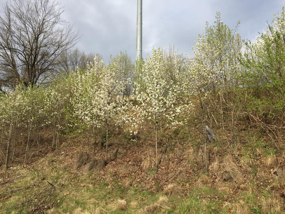Callery pear trees invading the wild along a highway.