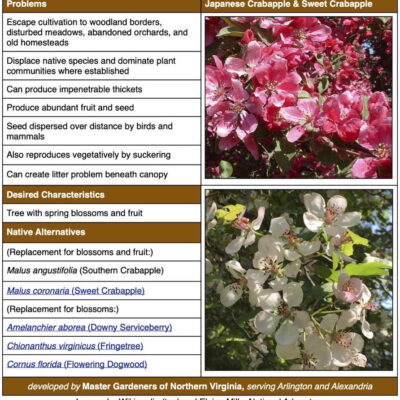 Invasive Chinese, Japanese, & Siberian Crabapples table from factsheet