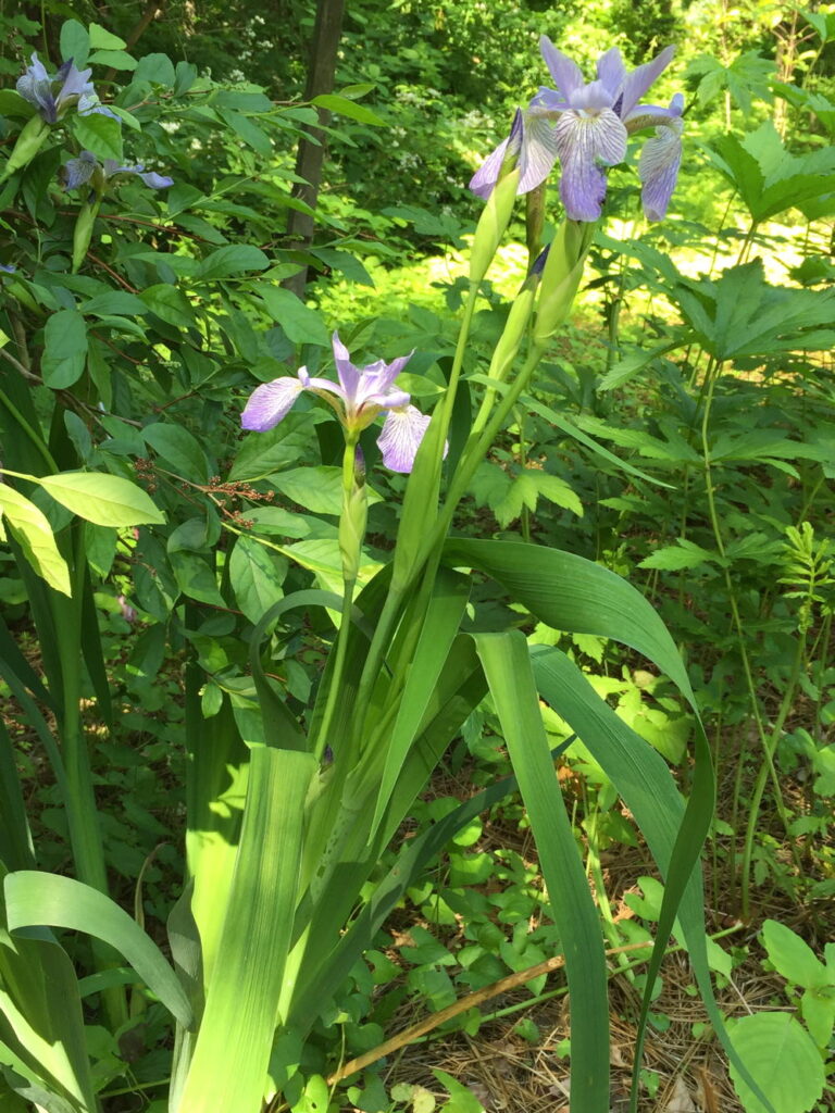 Iris virginica, Virginia Blue Flag