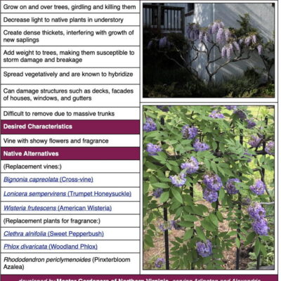 Japanese & Chinese Wisteria Invasive Plant Factsheet table
