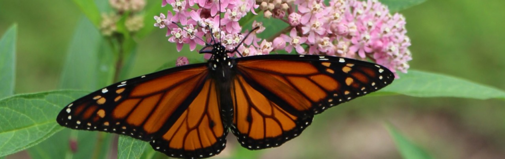 A monarch visiting Asclepias incarnata
