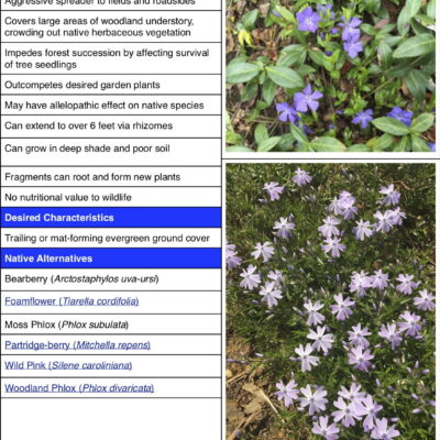 Invasive Periwinkle Factsheet table