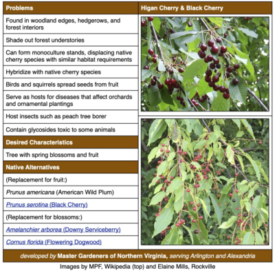 Sweet Cherry & Higan Cherry Invasive Plant Factsheet table