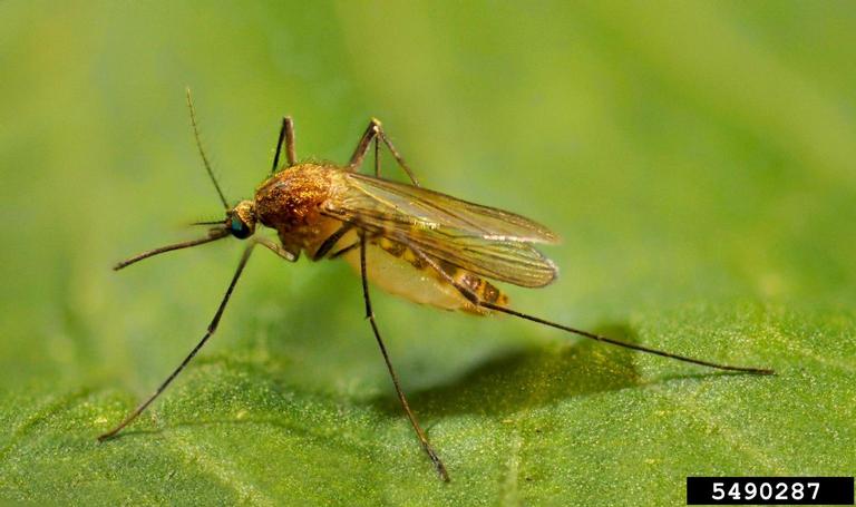 Culex pipiens Mosquito