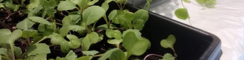 seedlings