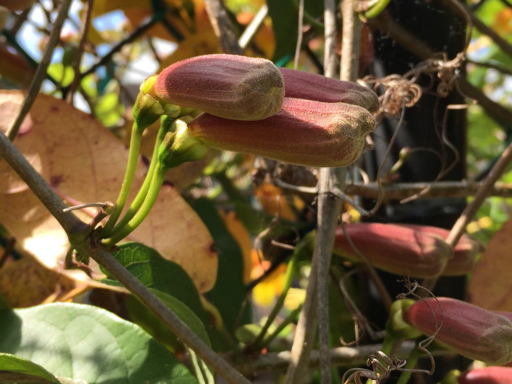 Bignonia capreolata flower buds
