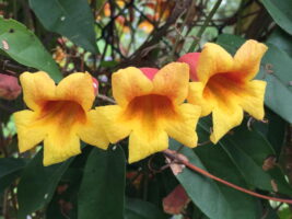 Bignonia capreolata flowers
