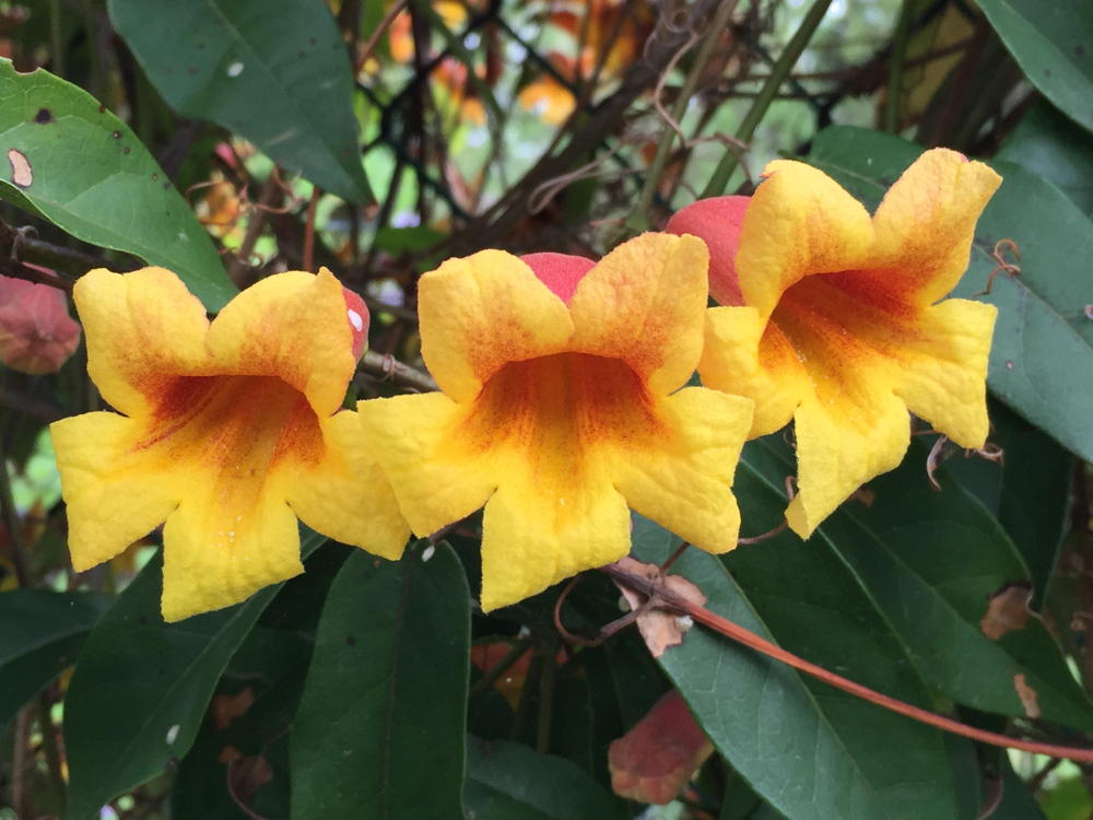 Bignonia capreolata flowers