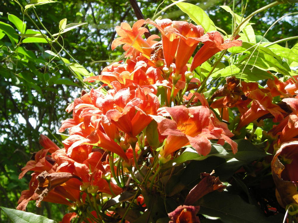 Bignonia capreolata (Cross-vine) flowers in May.