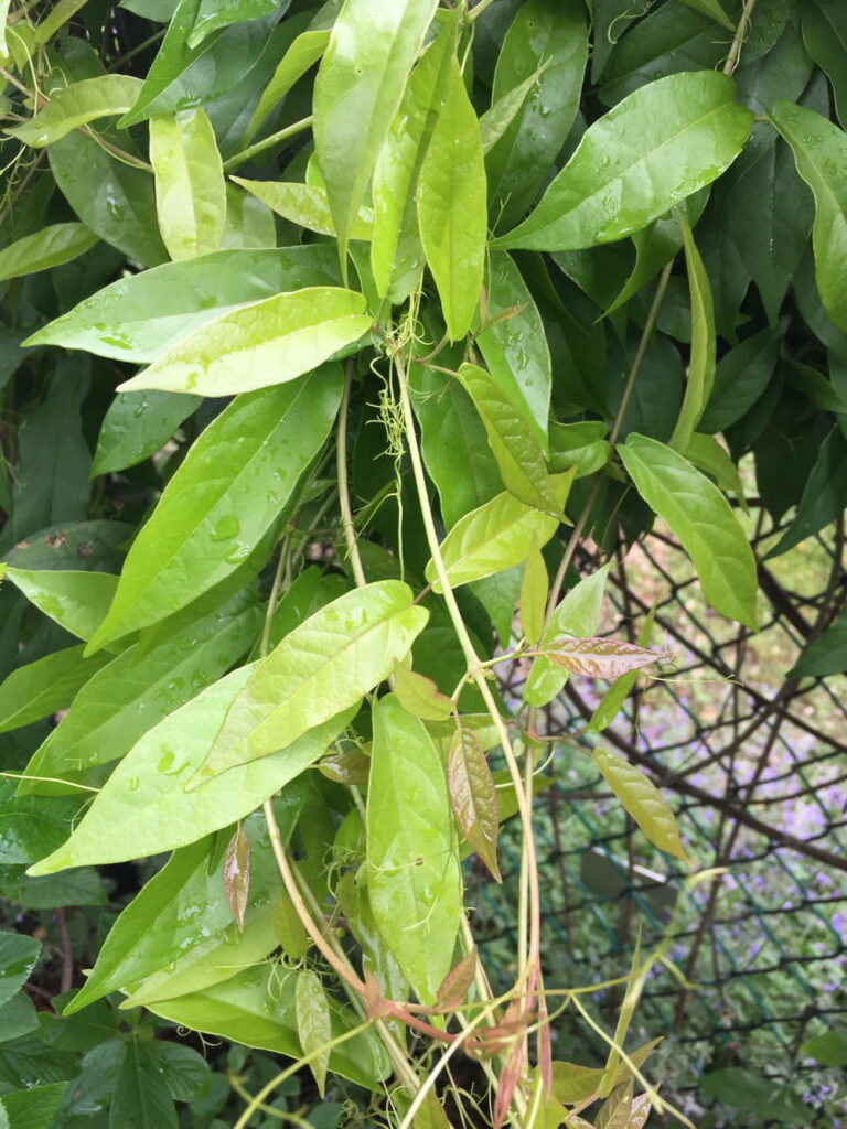 Bignonia capreolata leaves