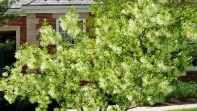 Chionanthus virginicus flowering tree in April