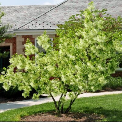 Chionanthus virginicus flowering tree in April