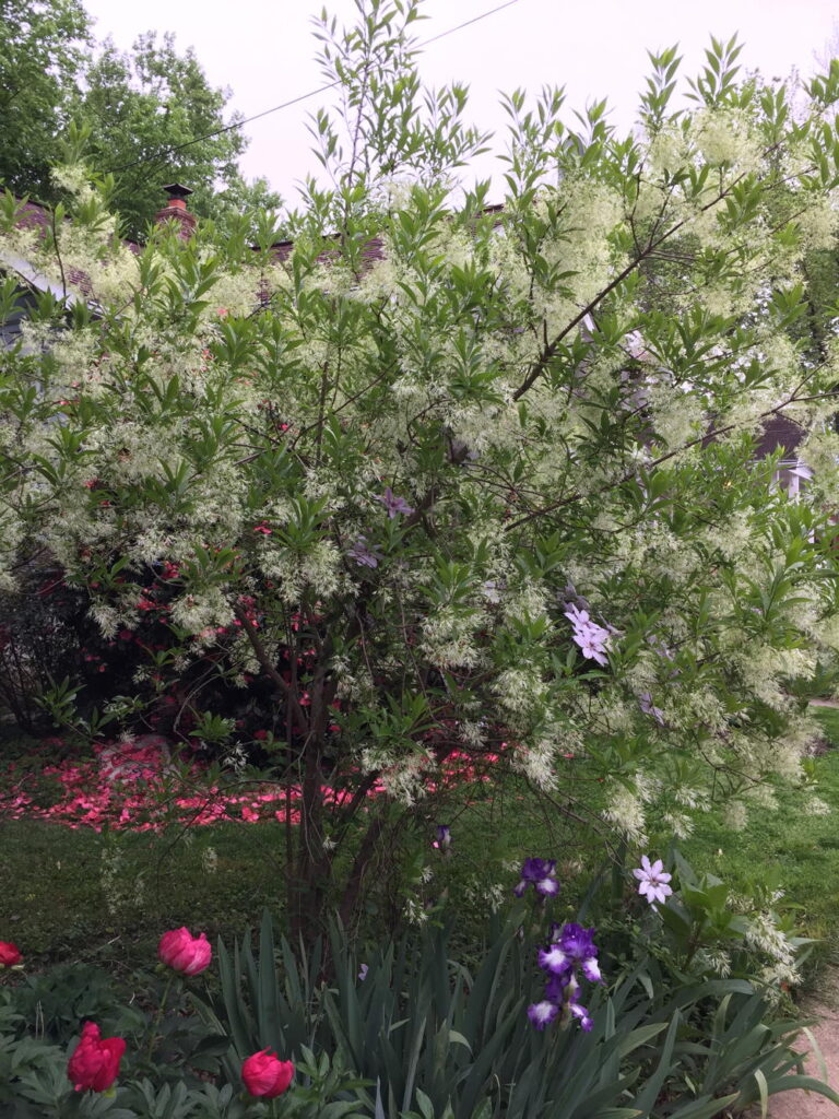 Chionanthus virginicus in residential landscape