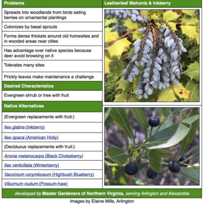 Leatherleaf Mahonia table