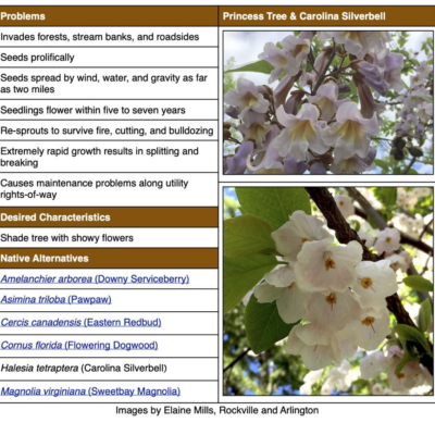 Princess Tree (Paulownia tomentosa) Invasive Plant Factsheet table