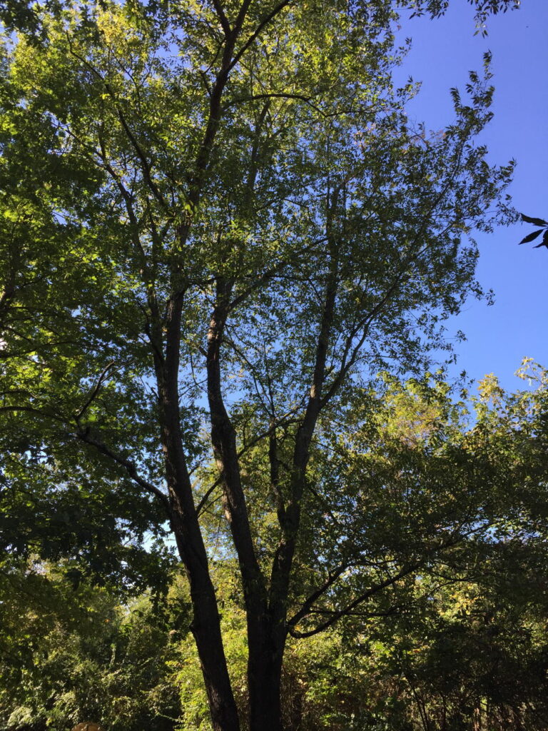 Prunus serotina, wild black cherry tree