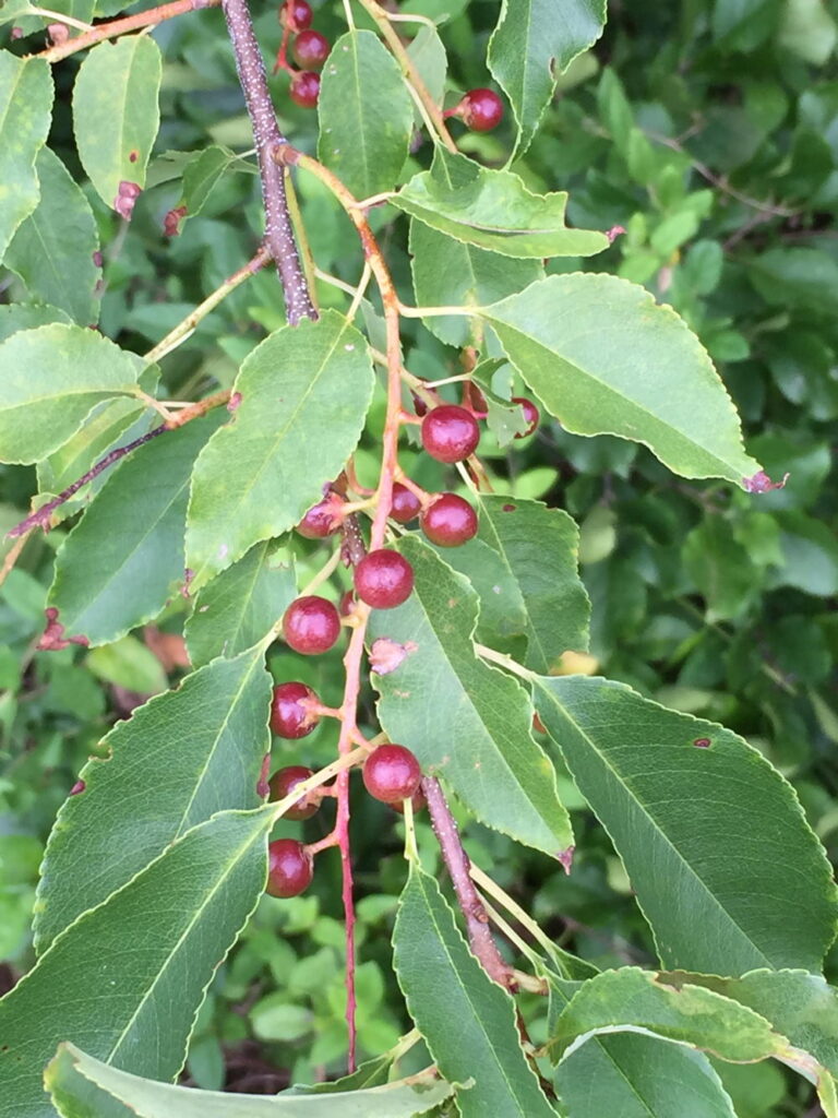 Prunus serotina, wild black cherry fruit