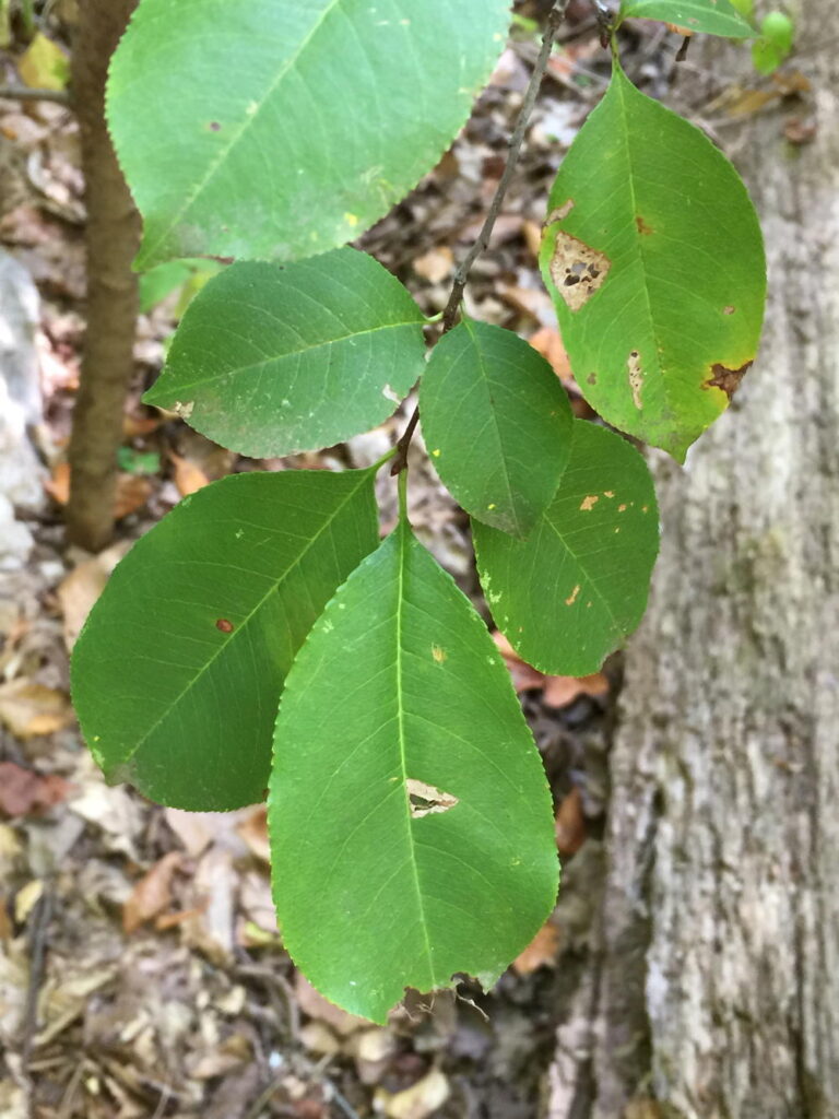 Prunus serotina, wild black cherry leaves