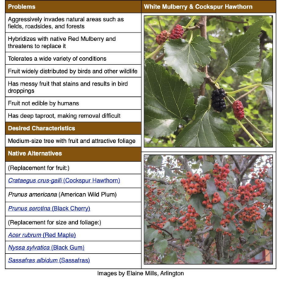 Invasive White Mulberry Fact Sheet table
