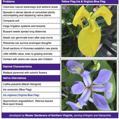 invasive yellow flag iris table from fact sheet