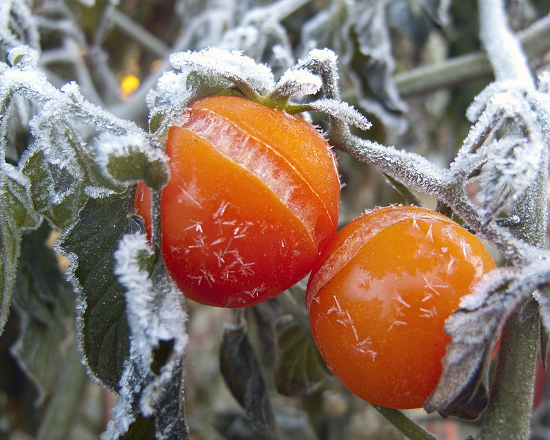 Frost damaged tomato