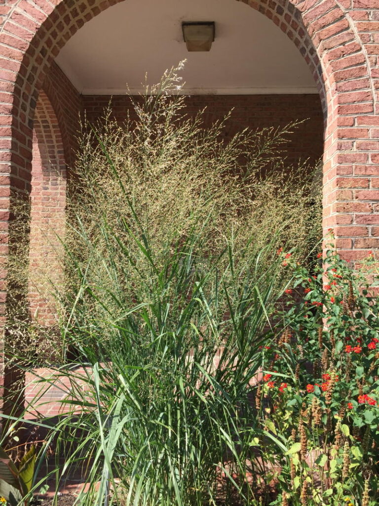 Native grass introduced by Elaine