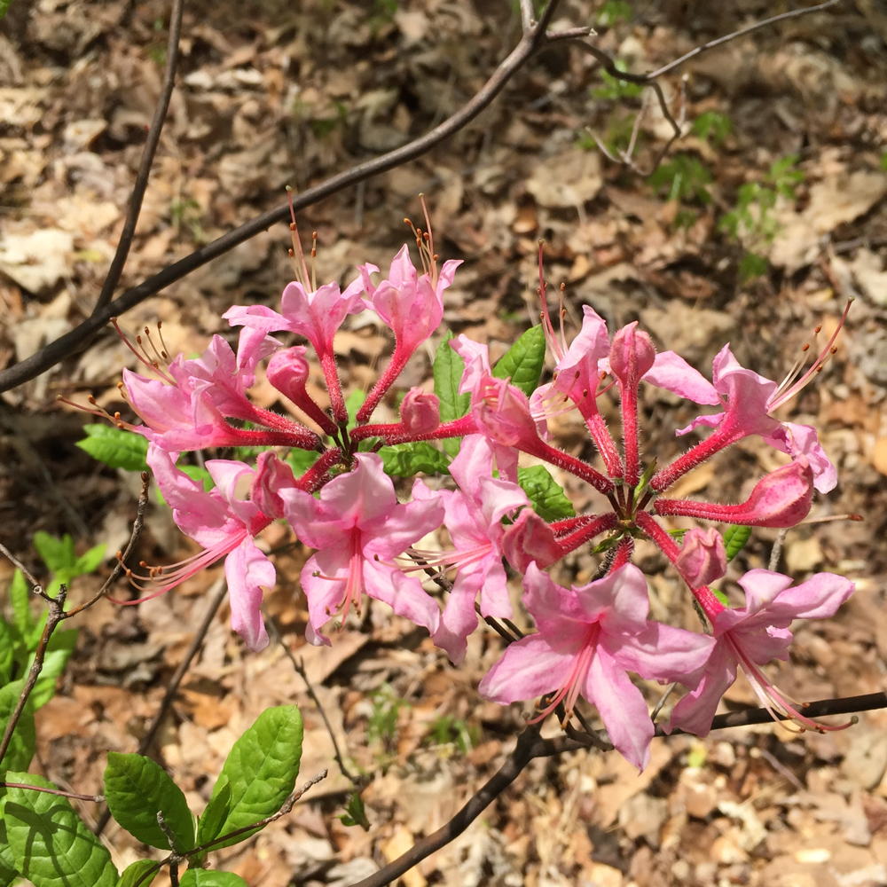 Pinxterbloom azaleas attract numerous pollinators.