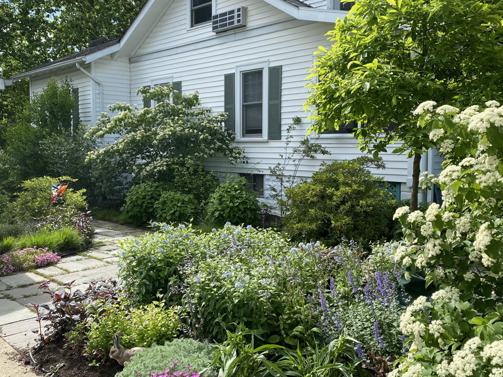ard in 2020 with natives wild hydrangea, strawberry bush, black chokeberry, black haw, winterberry and assorted perennials, and permeable hardscape.