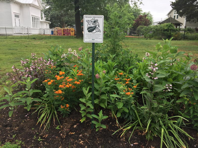 Monarch Watch waystation championed by Alyssa