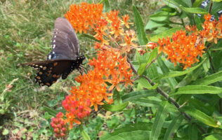 Asclepias tuberosa (Butterfly-weed) with spicebush swallowtail butterfly, 2019-06-13, North Carolina Arboretum