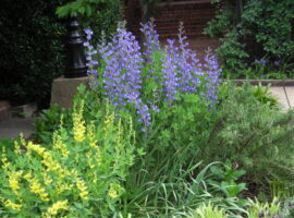 Baptisia tinctoria and B. australis (yellow and blue wild indigo) in May