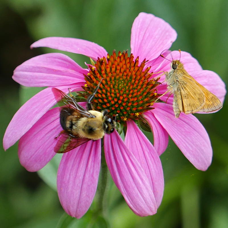 Bombus griseocollis (brown-belted bumble bee) and Atalopedes campestris (sachem skipper) on cultivar Echinacea purpurea 'Magnus' in July