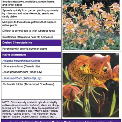Common Daylily Table from Factsheet