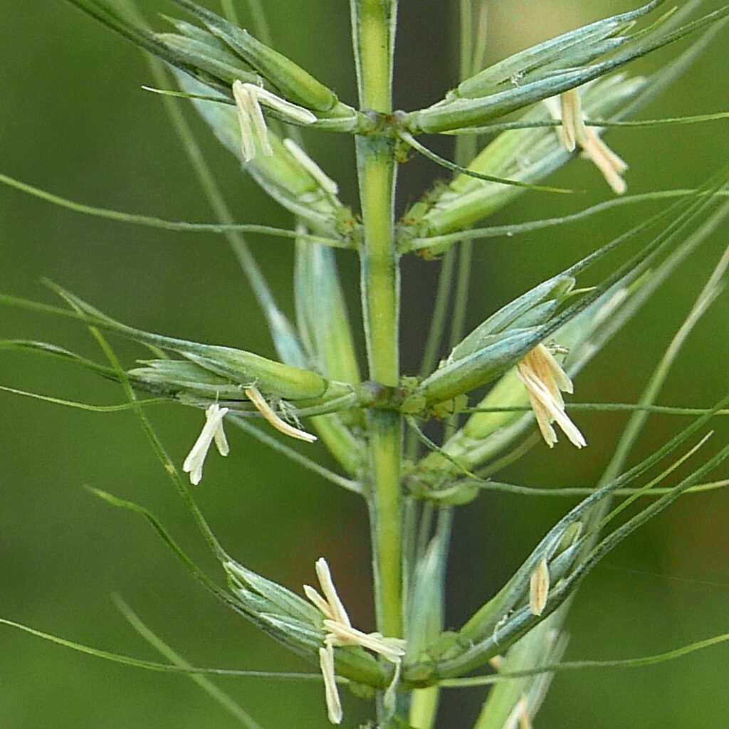 Elymus hystrix (Bottlebrush Grass) stamens on flowering spikelets in June.