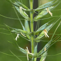Elymus hystrix (Bottlebrush Grass) stamens on flowering spikelets in June.