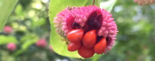 Orange-red arils cover the extruding seeds of Euonymus americanus (strawberry-bush).