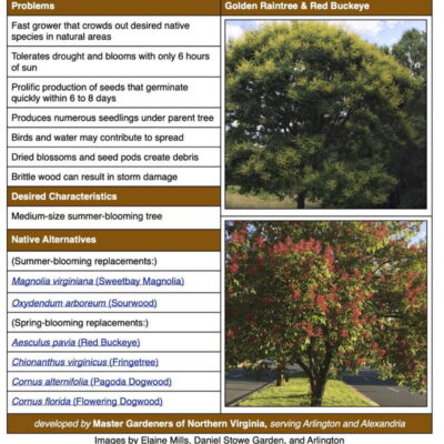 Invasive Golden Raintree table from factsheet