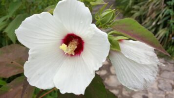 Hibiscus moscheutos flowers in July