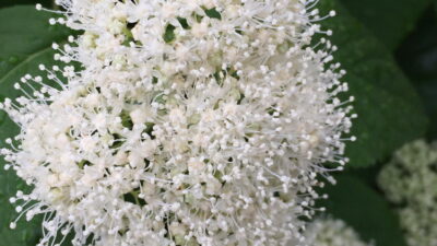 Hydrangea arborescens (Wild or Smooth Hydrangea) flowers in May.