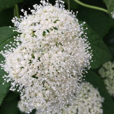 Hydrangea arborescens (Wild or Smooth Hydrangea) flowers in May.