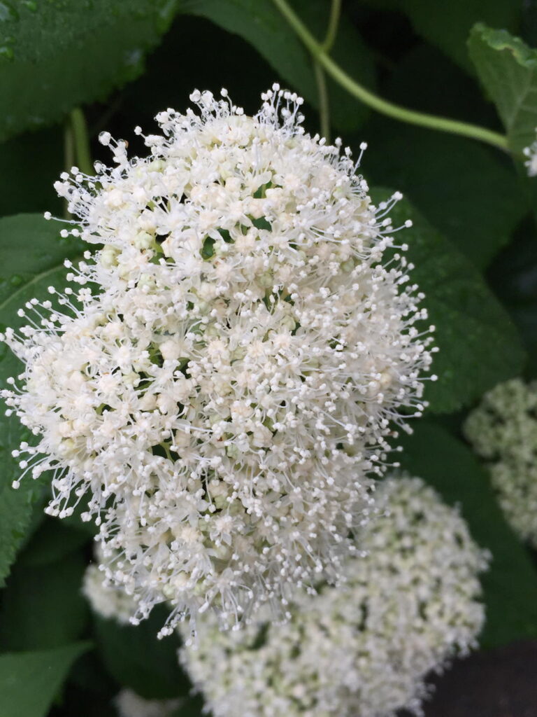 Hydrangea arborescens (Wild or Smooth Hydrangea) flowers in May.