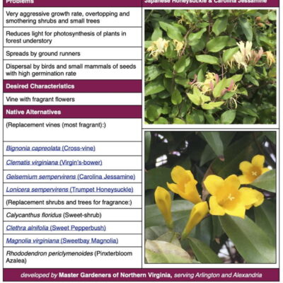 invasive Japanese Honeysuckle Invasive Plant Factsheet table
