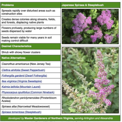 Invasive Japanese Spiraea table from factsheet