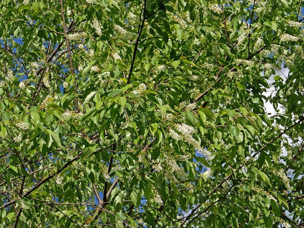 Prunus serotina, wild black cherry flowers