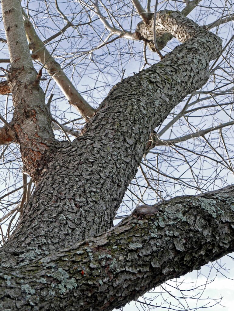 Prunus serotina, wild black cherry bark