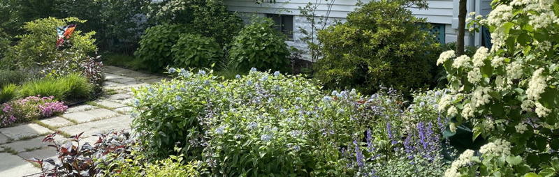 Wild-hydrangea, strawberry bush, black chokeberry, black-haw, andwinterberry