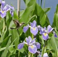 Ruby throated hummingbird feeding on iris