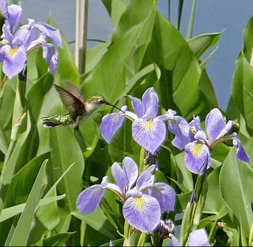 Wildlife_Bird_Ruby-throated_Hummingbird_feeding_on_Iris_versicolor_June_MMF_800