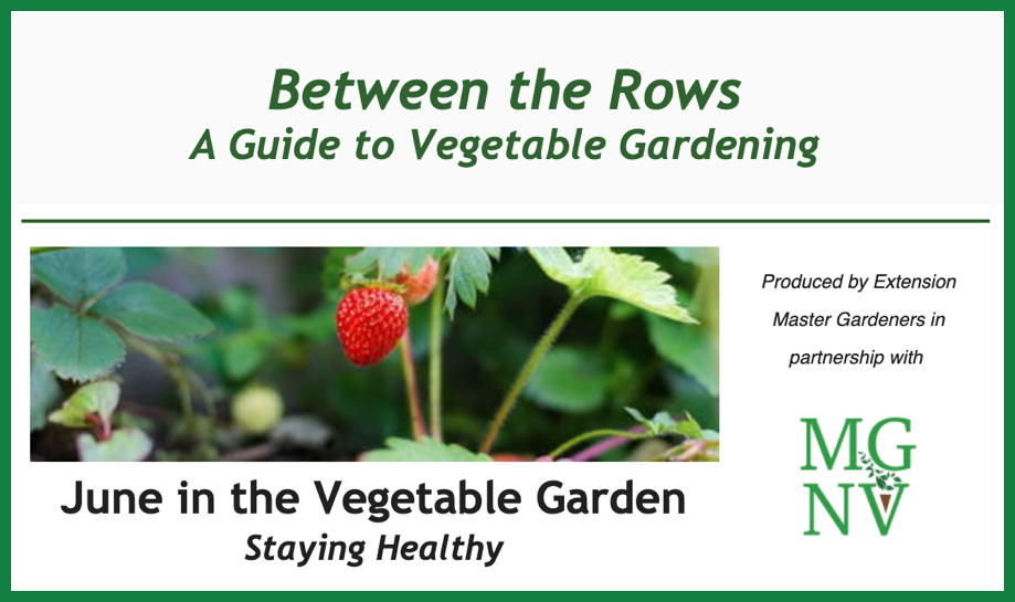 June in the Vegetable Garden - Staying Healthy