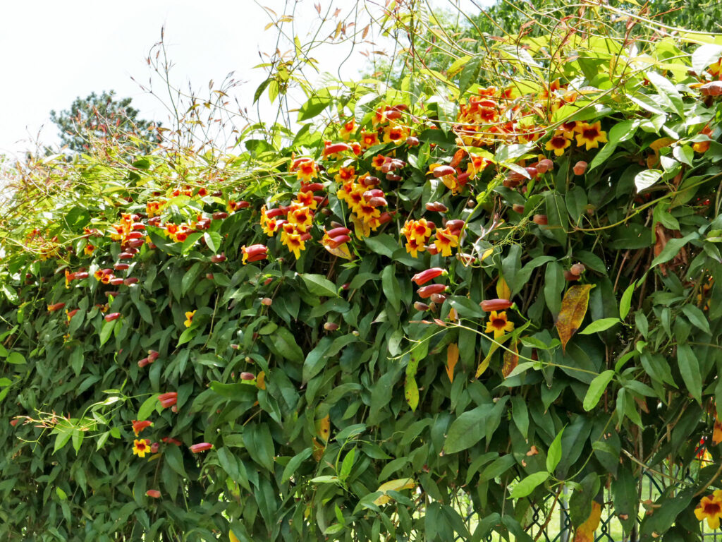 Bignonia capreolata vine